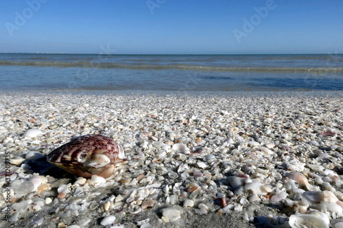 Big shell an the left side in front, Sanibel Island, Florida