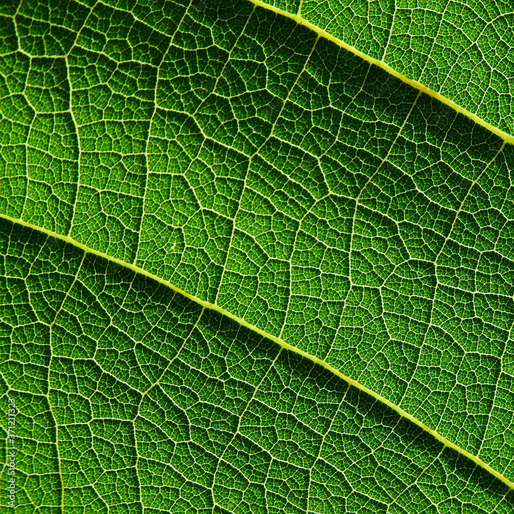 close up view of green leaf texture close up view of green leaf texture