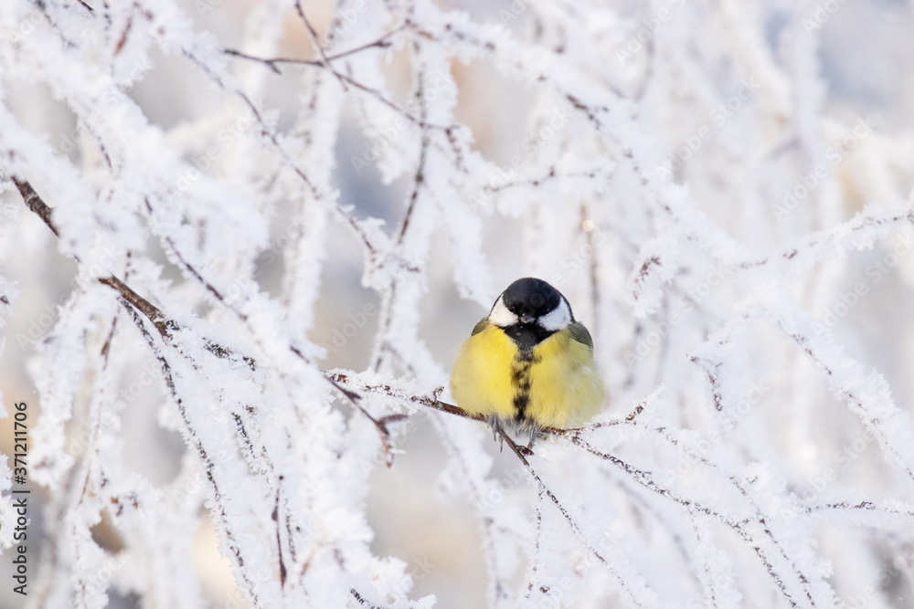 Cute and colorful winter songbird Great tit, Parus major during a morning frost with a cold weather in Northern Europe.	