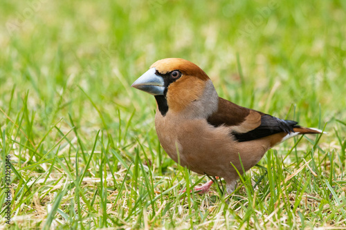 Beautiful male European songbird Hawfinch, Coccothraustes coccothraustes with a large beak in Estonian wild nature