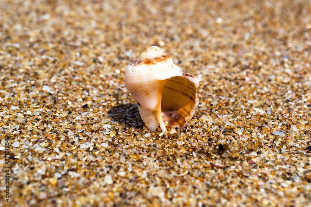 Sea shell on the beach Black sea Sea shell on the beach Black sea