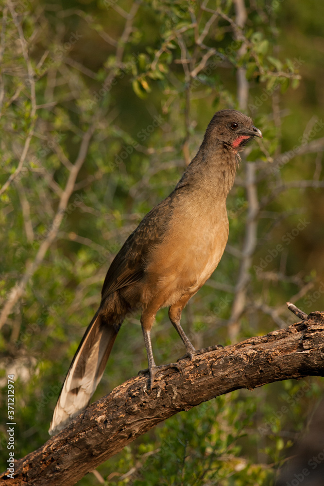custom made wallpaper toronto digitalPlain Chachalaca displaying taken in southern Texas