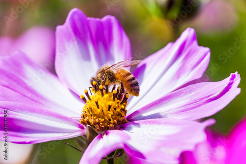 Close-up cosmos flowers with the bee on nature, outdoor garden