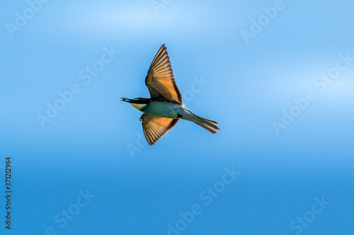 European Bee-eater in flight against a backdrop of blue sky