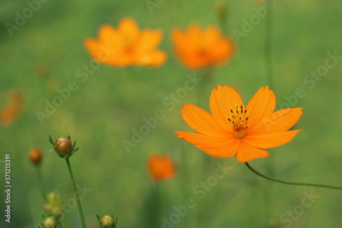 red poppy flower