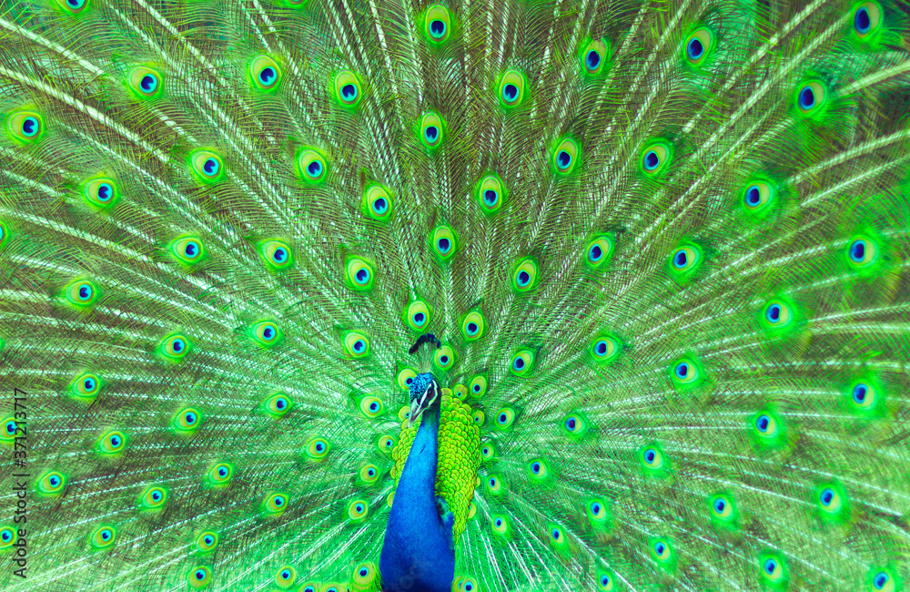 Obraz premium Male peacock shows off his vibrant plumage in a mating ritual to attract the female