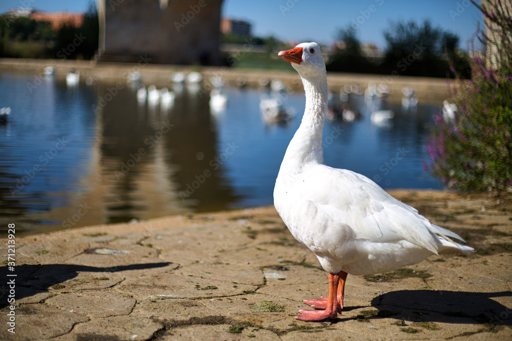 Fototapeta premium Patos y Gansos
