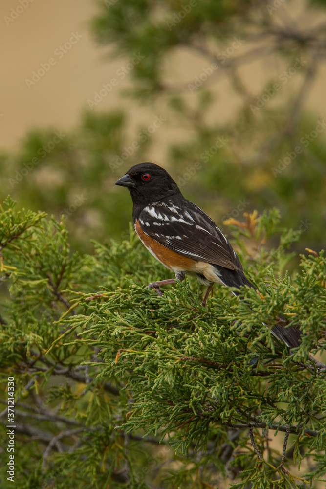 Spotted Towhee taken in North Dakota Spotted Towhee taken in North Dakota