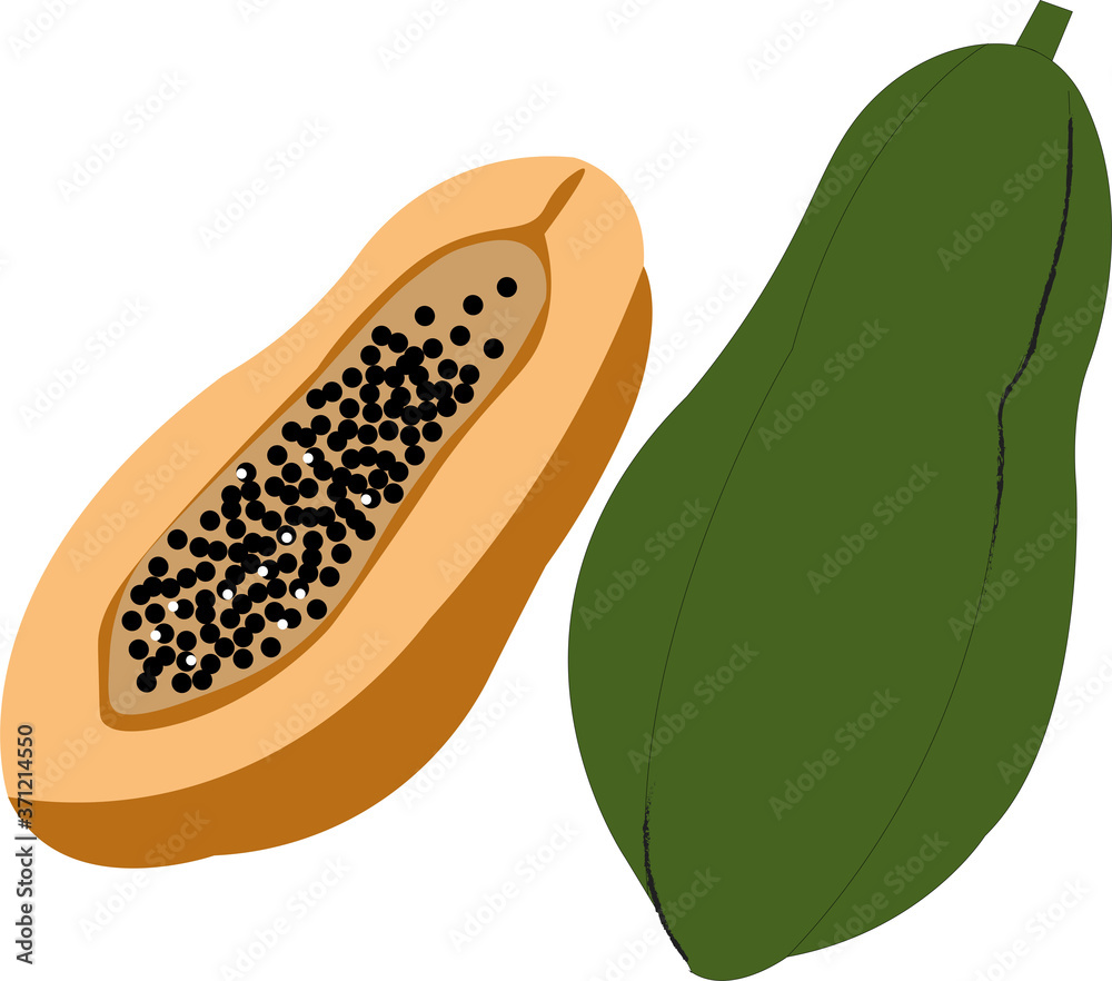 papaya vector illustration graphic fruit papaya vector illustration graphic fruit