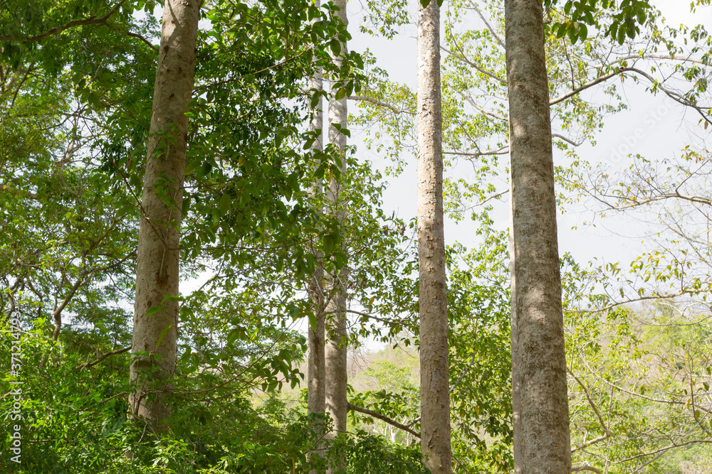 Fototapeta premium Dipterocarpus or Yang Naa in the forest