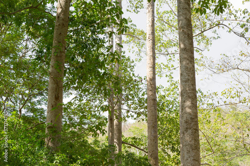 Dipterocarpus or Yang Naa  in the forest photo