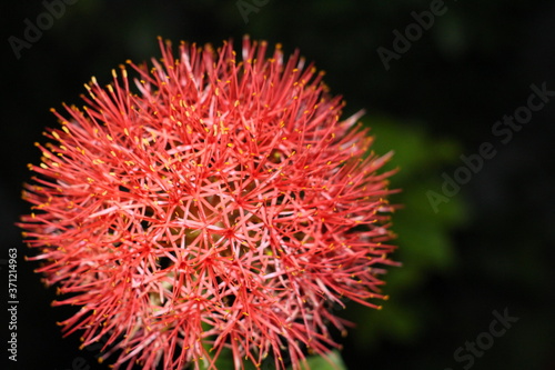 close up of a red may flower