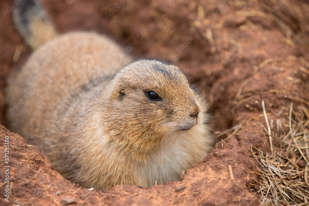 Black-tailed Prairie Dog taken in south Dakota Black-tailed Prairie Dog taken in south Dakota