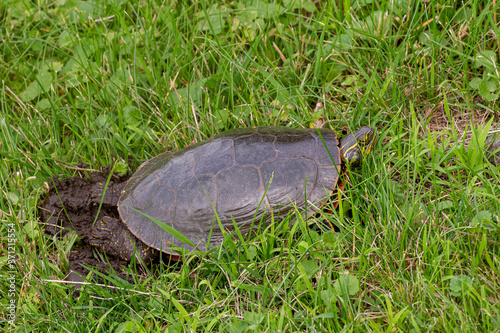 Painted Turtle female laying eggs taken in central MN