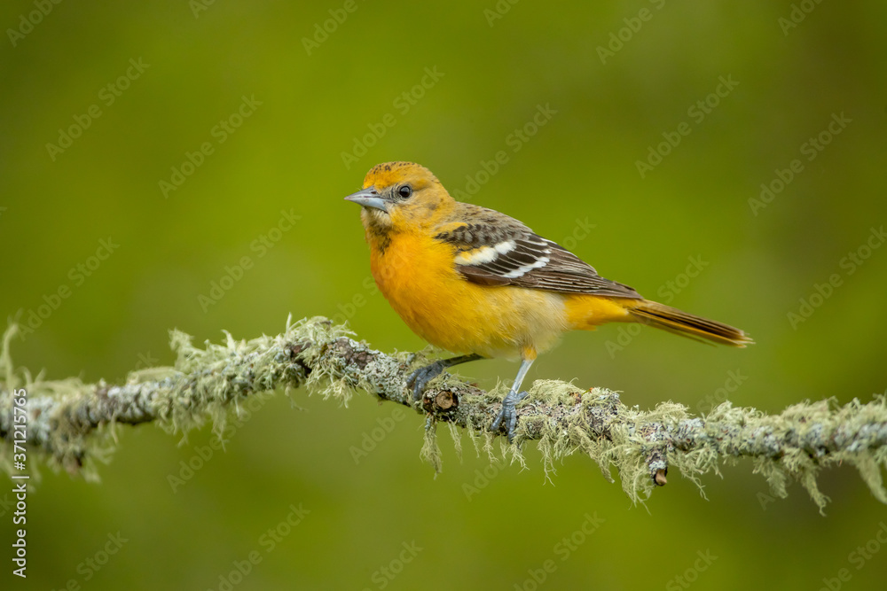 Fototapeta premium Baltimore Oriole juvenile taken in central MN
