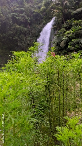 small waterfall in the forest