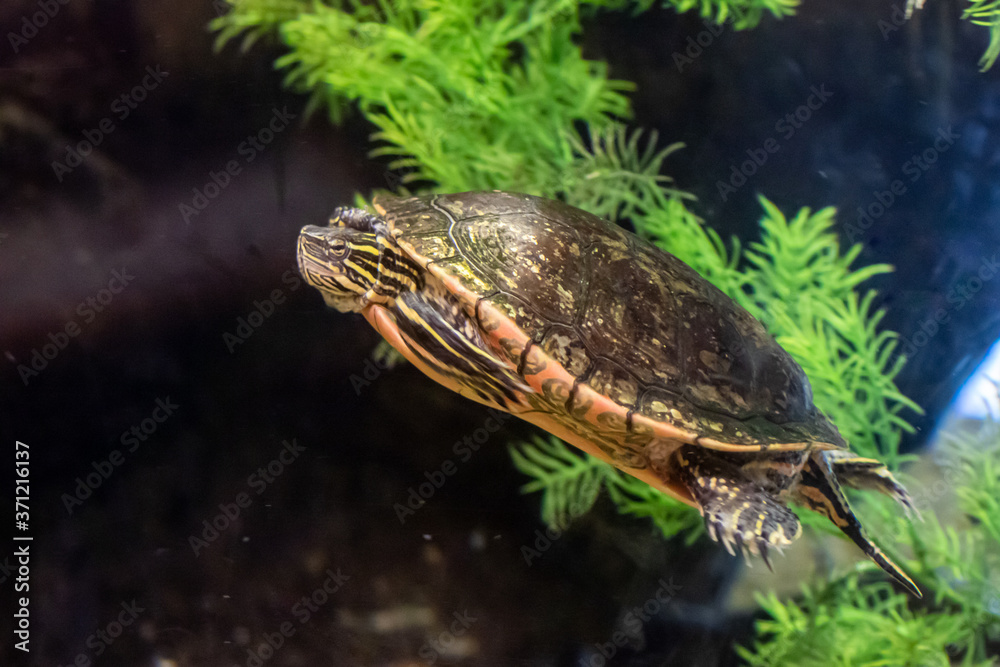 Naklejka premium Painted Turtle swimming under water taken in southern MN