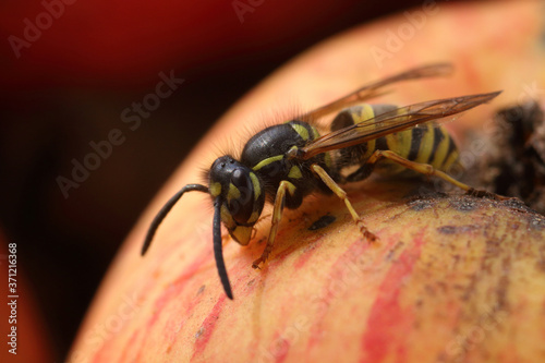 Macro of a small wasp on an apple during autumn time in Estonian garden.  © adamikarl