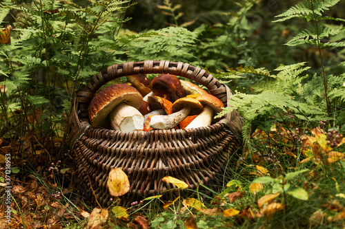 Wooden basket full of freshly picked edible and delicious wild mushrooms in Estonian boreal forest, Northern Europe. 