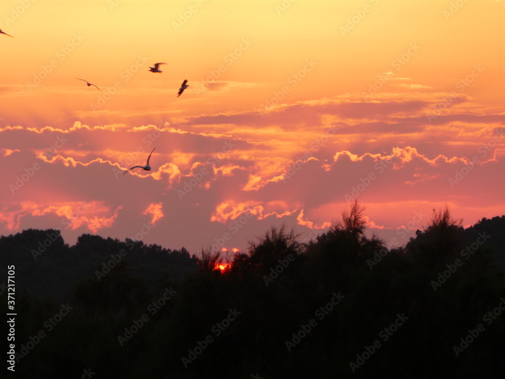 coucher de soleil et oiseaux