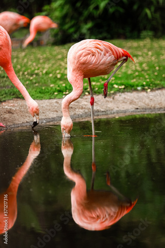A flock of pink flamingos and reflection in the water. selective focus
