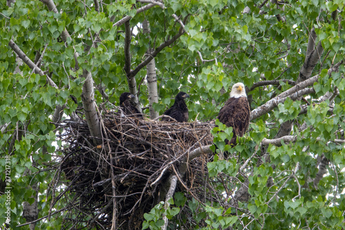 Bald Eagle adult feeding young in nest taken in southern MN photo