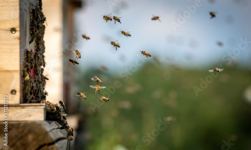 honeybees return to entrance of beehive
