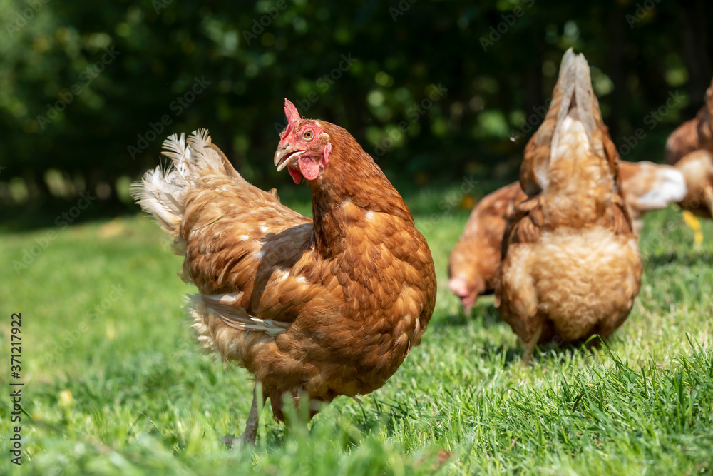 Fototapeta premium free-range chickens on an organic farm in styria,austria