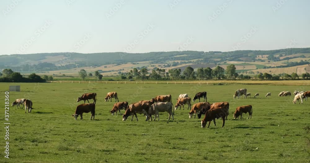 Cows grazing fresh green grass on the field. Herd of dairy cattle in the countryside. Farm animals grazing on green meadows. Cows grazing fresh green grass on the field. Herd of dairy cattle in the countryside. Farm animals grazing on green meadows.