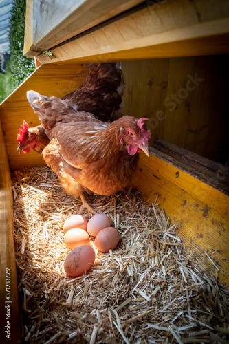 Fotografia chicken with eggs in henhouse