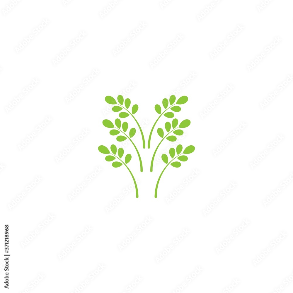 Fototapeta premium Moringa leaf Logo Template vector