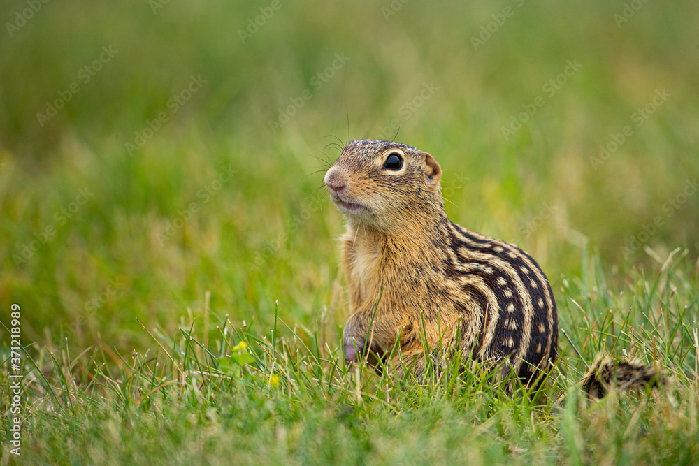 Thirteen-lined Ground Squirrel in flowers taken in southern MN in the wild Thirteen-lined Ground Squirrel in flowers taken in southern MN in the wild