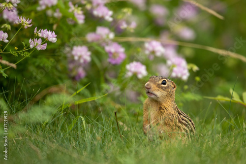 Thirteen-lined Ground Squirrel in flowers taken in southern MN in the wild