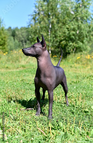 alert Xoloitzcuintle (Mexican Hairless Dog) standing on summer nature background 