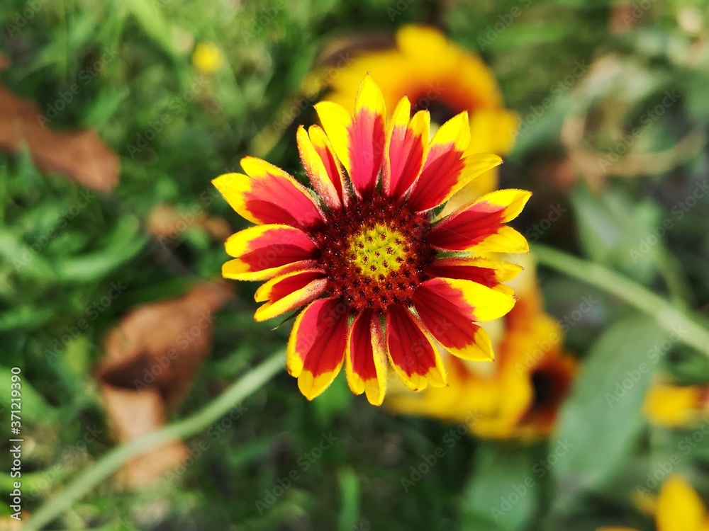 Summer in the garden . Great blanket fower. Gaillardia aristata Pursh. Rose-ring blanket-flower Summer in the garden . Great blanket fower. Gaillardia aristata Pursh. Rose-ring blanket-flower