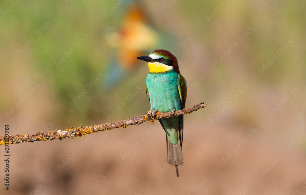European bee-eater, merops apiaster. The bird sits on a beautiful branch. A second bird is seen flying in the background European bee-eater, merops apiaster. The bird sits on a beautiful branch. A second bird is seen flying in the background