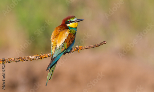 European bee-eater, merops apiaster. An early morning bird sits on a dry branch. The bird is beautifully lit by the morning sun