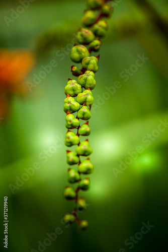 close up of fern leaf