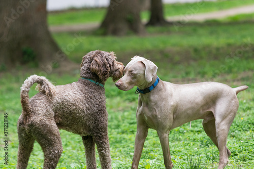 Photography A Labradoodle and Weimaraner about to play together in the off leash dog park