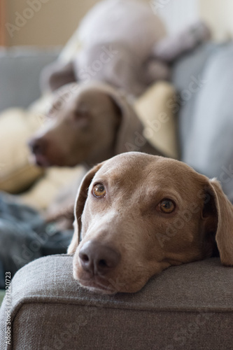 Two weimaraner dogs hang out on a couch with blankets and pilllows.  Dog in foreground looks longingly at the camera.  Sleepy dogs relax on sofa inside  with soft window light from the side. 