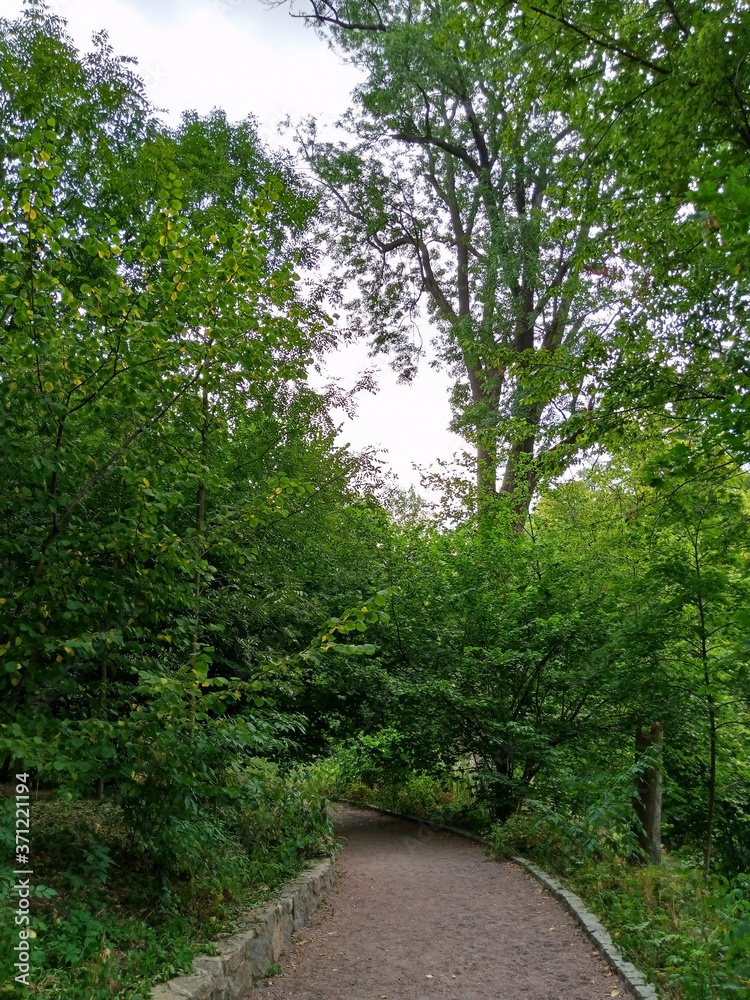 Fototapeta premium Summer landscape, trees in the forest