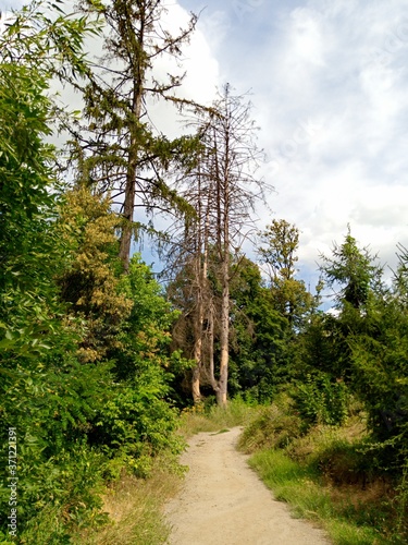 Summer landscape, alley in the park