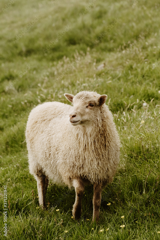 Fototapeta premium Mykines in the Faroe Islands - The Puffin Island