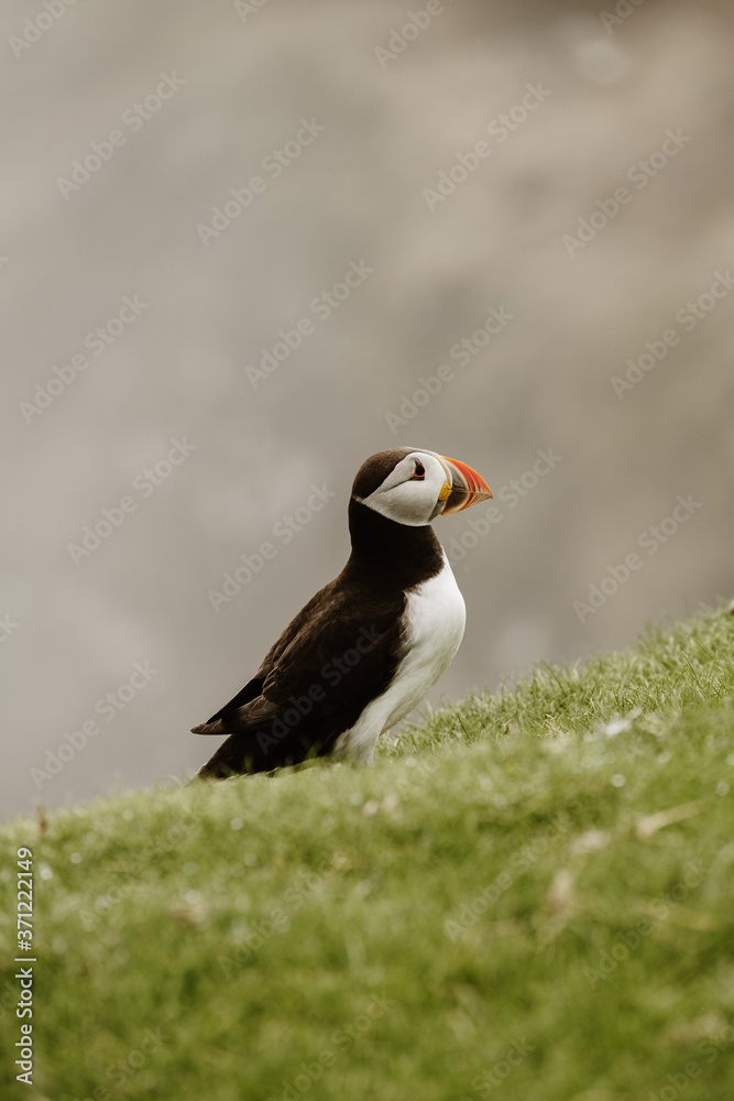 Mykines in the Faroe Islands - The Puffin Island Mykines in the Faroe Islands - The Puffin Island