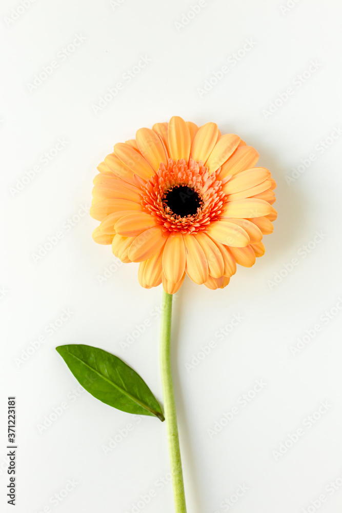 Orange gerbera flower on the white background. Flat lay, top view 