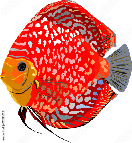 red discus fish isolated on white background photo