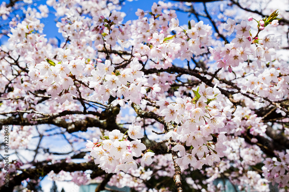 Beautiful cherry blossoms are blooming in Alishan Forest Recreation Area in Chiayi, Taiwan. Beautiful cherry blossoms are blooming in Alishan Forest Recreation Area in Chiayi, Taiwan.