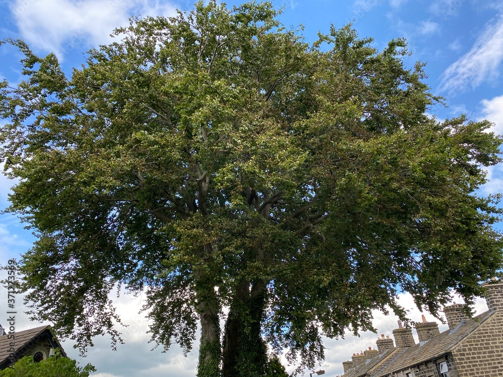 Large old tree, situated at the end of a street of houses in, Steeton, Keighley, UK
