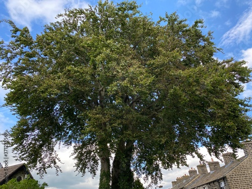 Large old tree, situated at the end of a street of houses in, Steeton, Keighley, UK