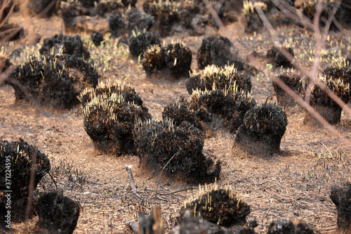 Burnt grass after a fire in the forest. Grass burned to ashes with blurred background.